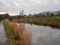 Reeds in autumn colour by the Huddersfield narrow Canal