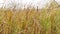 Reeds are awaying in the wind. Typha latifolia.