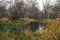 Reeds on the bank of a swampy river. Autumn nature