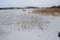 Reeds on the banks of a frozen lake. Lake Wallersee in Austria.