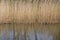 Reeds on the banks of the lake in Anna\'s Farm on the outskirts of Hilversum