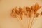 Reeds on a beige background.Fluffy pompas grass. Background of reed panicles