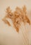 Reeds on a beige background.Fluffy pompas grass. Background of reed panicles