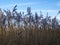 Reeds blowing in the breeze with a blue sky