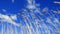 Reeds blowing in the wind against a blue sky