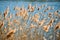 Reeds blowing in the wind along river bank in countryside