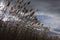 Reeds, bulrush, against cloudy sky. Autumn landscape