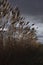 Reeds, bulrush, against cloudy sky. Autumn landscape