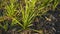 Reeds or called Imperata cylindrica in the dry season