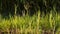 Reeds or called Imperata cylindrica in the dry season