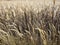 Reeds at evening in winter