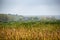 Reeds fields and a house on Comana delta