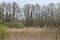 Reeds and Fields on Norfolk Broads by River Yare, Surlingham, Norfolk, England, UK