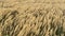 The reeds flutter in the strong wind. Steppe grasses in an autumn overcast field bend under a hurricane. bad weather