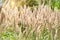 Reeds fluttering in the park. Park with reeds close-up. The green park whis a reeds.