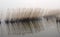 Reeds and fog in a freshwater lagoon