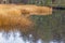 Reeds in a forest river with water reflection in autumn