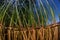 Reeds in Freshwater Lake