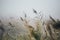 Reeds in gloomy autumn morning