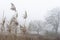 Reeds in gloomy winter landscape