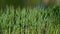 Reeds, grasses on a lake