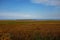 Reeds and grasses at Lake of the Woods, Minnesota. The international body of water is over 70 miles long and wide, with more than