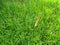 Reeds green leaf flower natural background texture