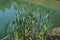 Reeds grow on the lake