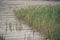 Reeds growing on the lake of Menteith shore, Scotland