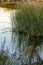 Reeds growing in marshland, wetlands with reflections on water