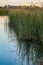 Reeds growing in marshland, wetlands with reflections on water