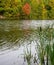 Reeds in the lake against the background of colorful autumn trees early in the morning