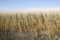 Reeds in a lake on blue sky