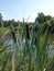 Reeds on the lake shore, wildflowers, plants, thickets on the lake shore, forest, bushes, trees