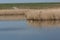 Reeds by the Lake Snow Egret