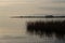 Reeds in the lake at sunset