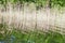 Reeds, in lake water reflected parallel lines and curves, golden hour in polish nature reserve