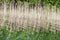 Reeds, in lake water reflected parallel lines and curves, golden hour in polish nature reserve