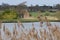 Reeds on Norfolk Broads by River Yare, Surlingham, Norfolk, England, UK