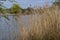 Reeds on Norfolk Broads by River Yare, Surlingham, Norfolk, England, UK