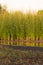 Reeds plants near pond in Spain