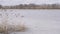 Reeds in reed bed swaying in gale force wind in winter