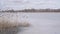 Reeds in reed bed swaying in gale force wind in winter