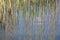 Reeds reflected in pound water