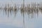 Reeds reflecting in lake water