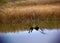 Reeds reflecting on river