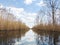 Reeds reflection in calm swamp water