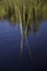 Reeds and reflection in still water