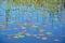 Reeds, reflections and colorful Waterlily pads