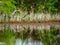 Reeds and reflections at the edge of the pond